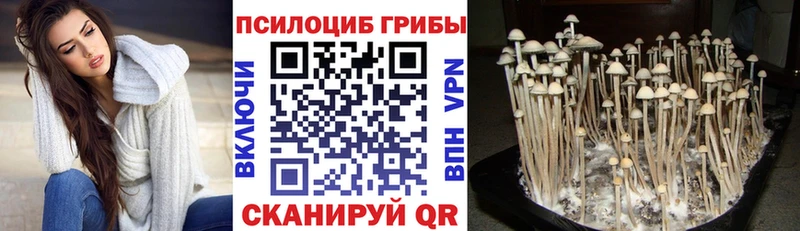 Галлюциногенные грибы Psilocybine cubensis Бугульма
